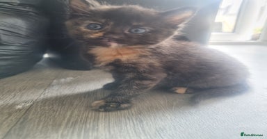 Mixed Breed cats - Advert 3