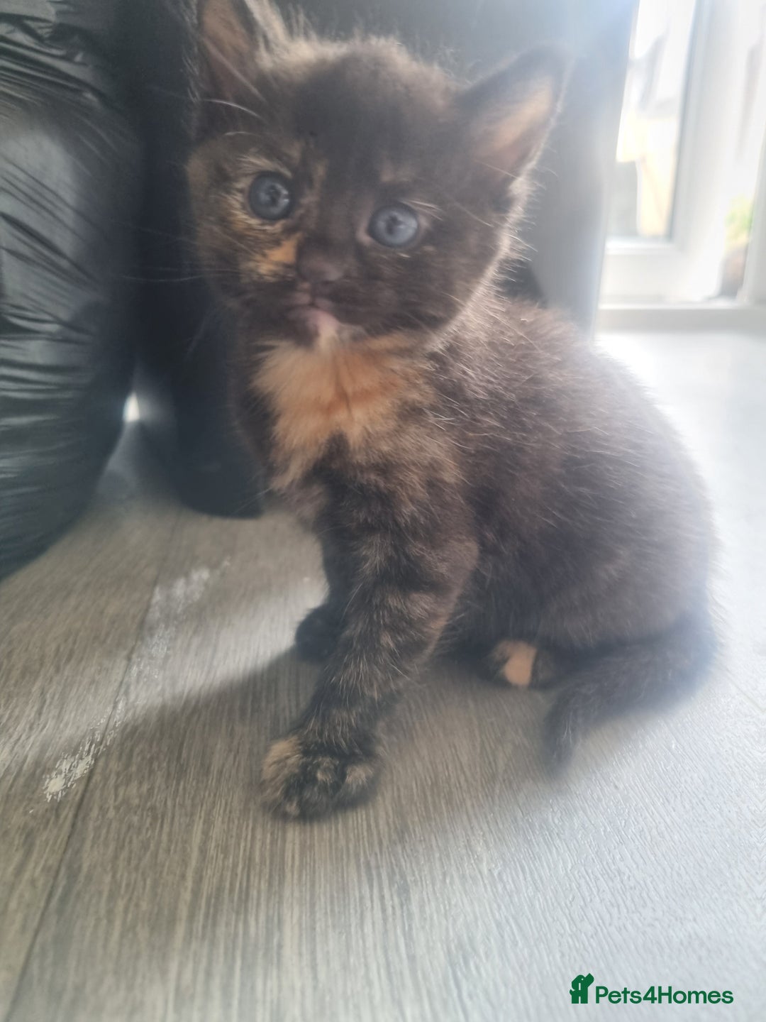 Mixed Breed cats for sale: Mixed kittens  - Image 3