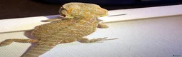 Bearded Dragon reptiles for sale: Stunning baby bearded dragons  - Advert 18