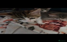 Mixed Breed cats for sale: Kittens ready now  - Image 4
