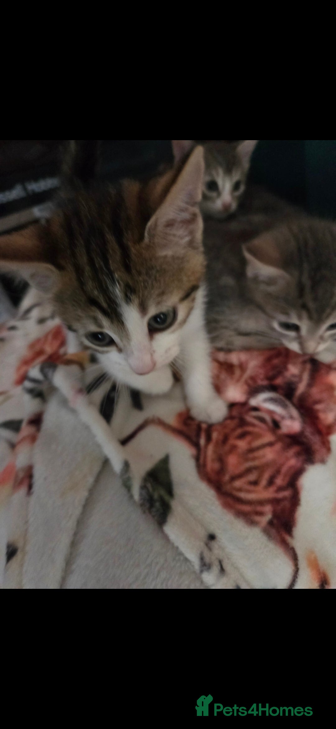 Mixed Breed cats for sale: Kittens ready now  - Image 4
