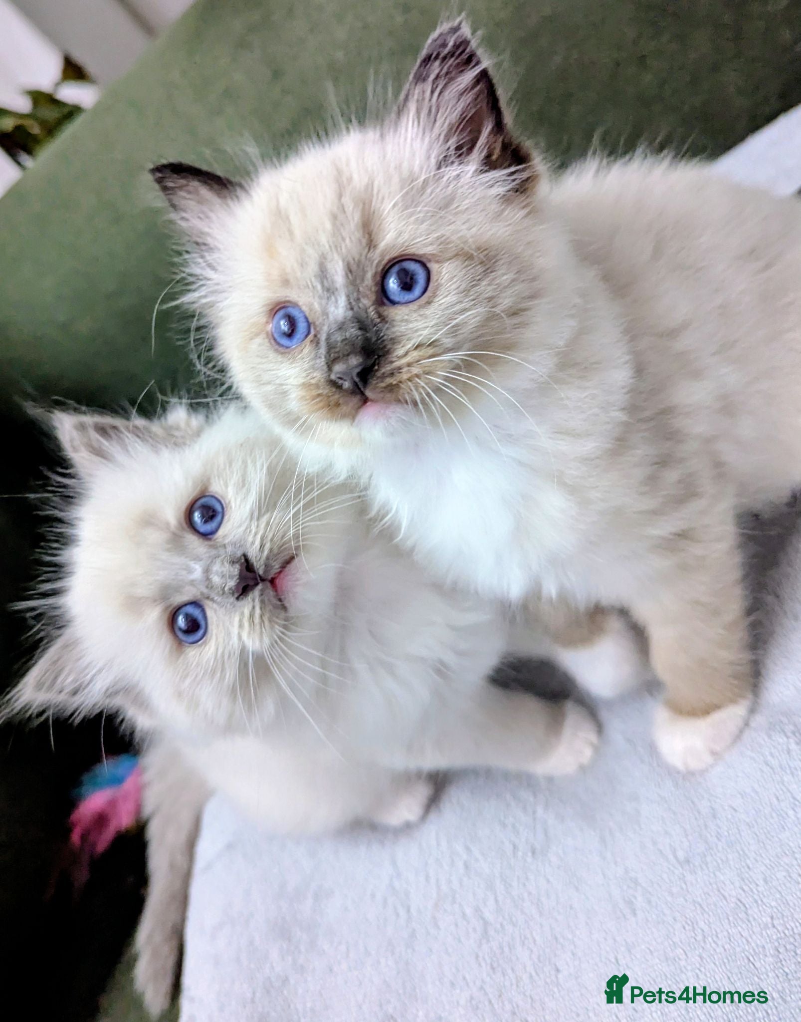 Ragdoll cats Ragdoll Kittens - Advert 6