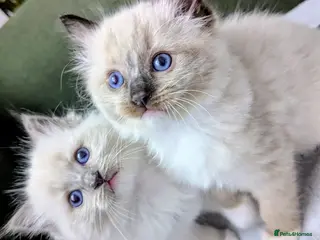 Ragdoll cats Ragdoll Kittens - Advert 6