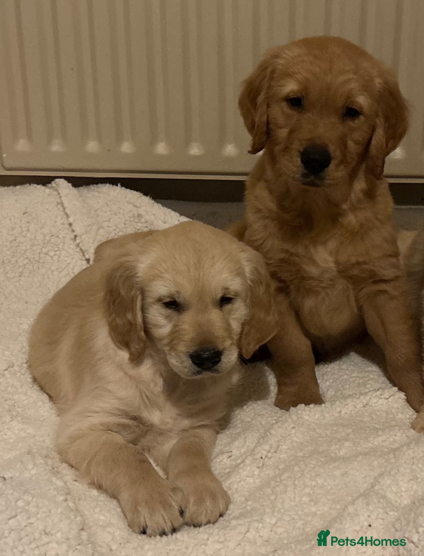 Golden Retriever dogs Beautiful KC Reg Golden Retriever puppies!!  - Advert 6