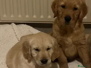 Golden Retriever dogs Beautiful KC Reg Golden Retriever puppies!! - Advert 6