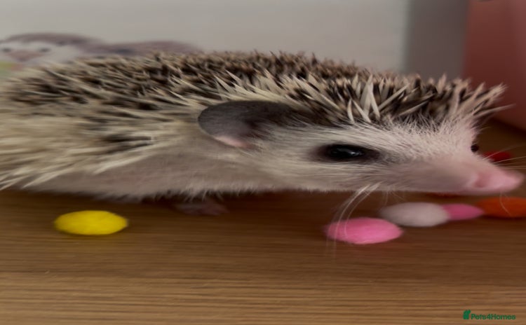 Pygmy Hedgehog rodents - Advert 1
