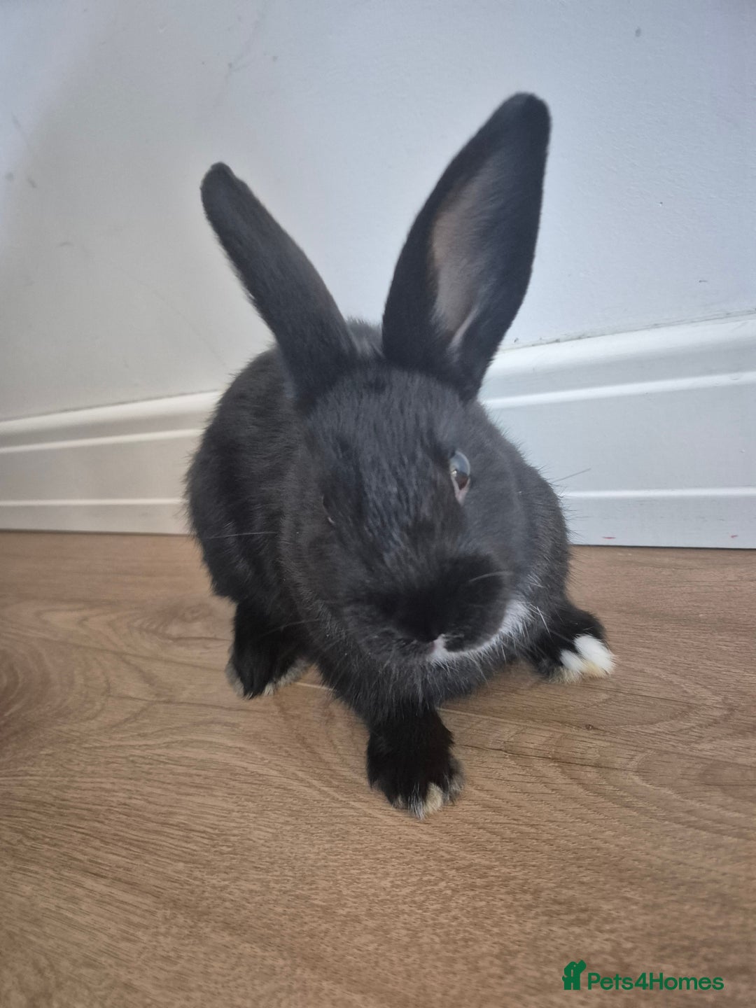 Mixed Breed rabbits for sale: Mini lop cross  - Advert 2