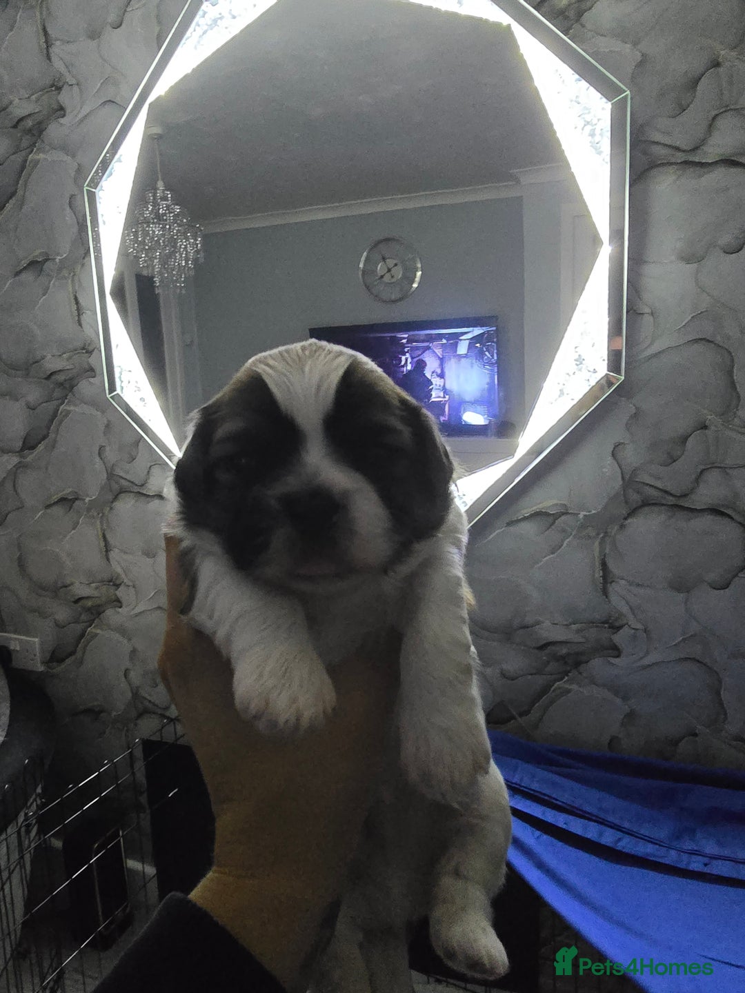 Shih Tzu dogs for sale: 3 chunky beautiful boy avaliable  - Advert 7