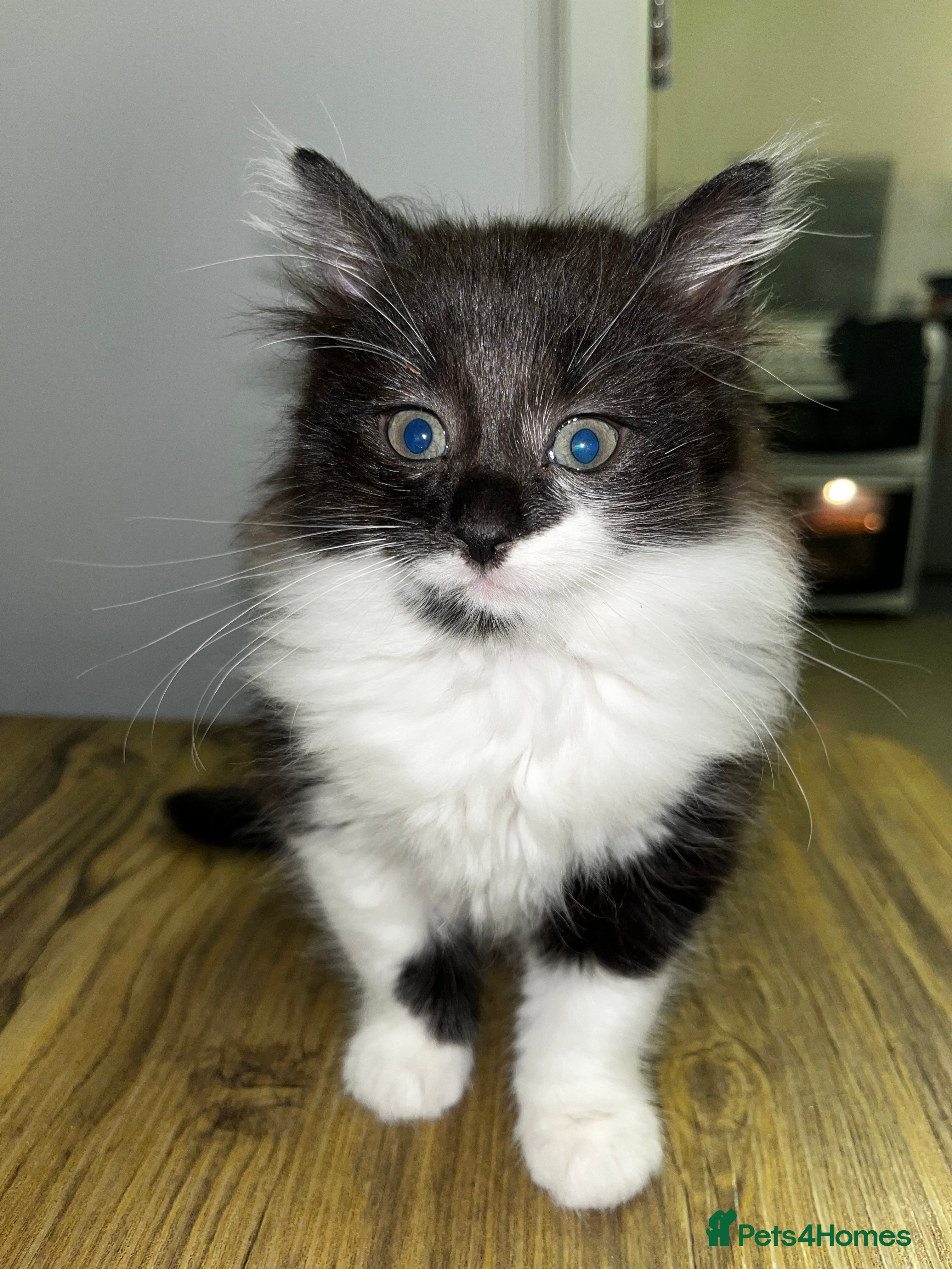 British Longhair cats Three beautiful kittens & two 7month old females  - Advert 3