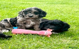 Cavapoo dogs for sale: Stunning Cavapoo puppies - Image 7