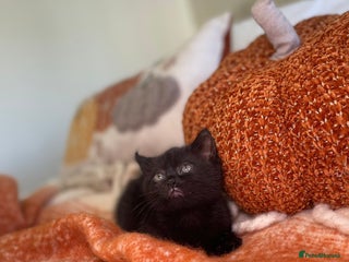 Mixed Breed cats for sale - Advert 1