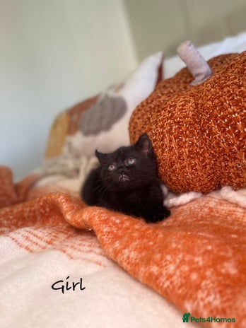 Mixed Breed cats - Advert 4