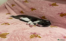 Australian Shepherd dogs for sale: Exceptional Australian Shepherd Puppies - Image 17