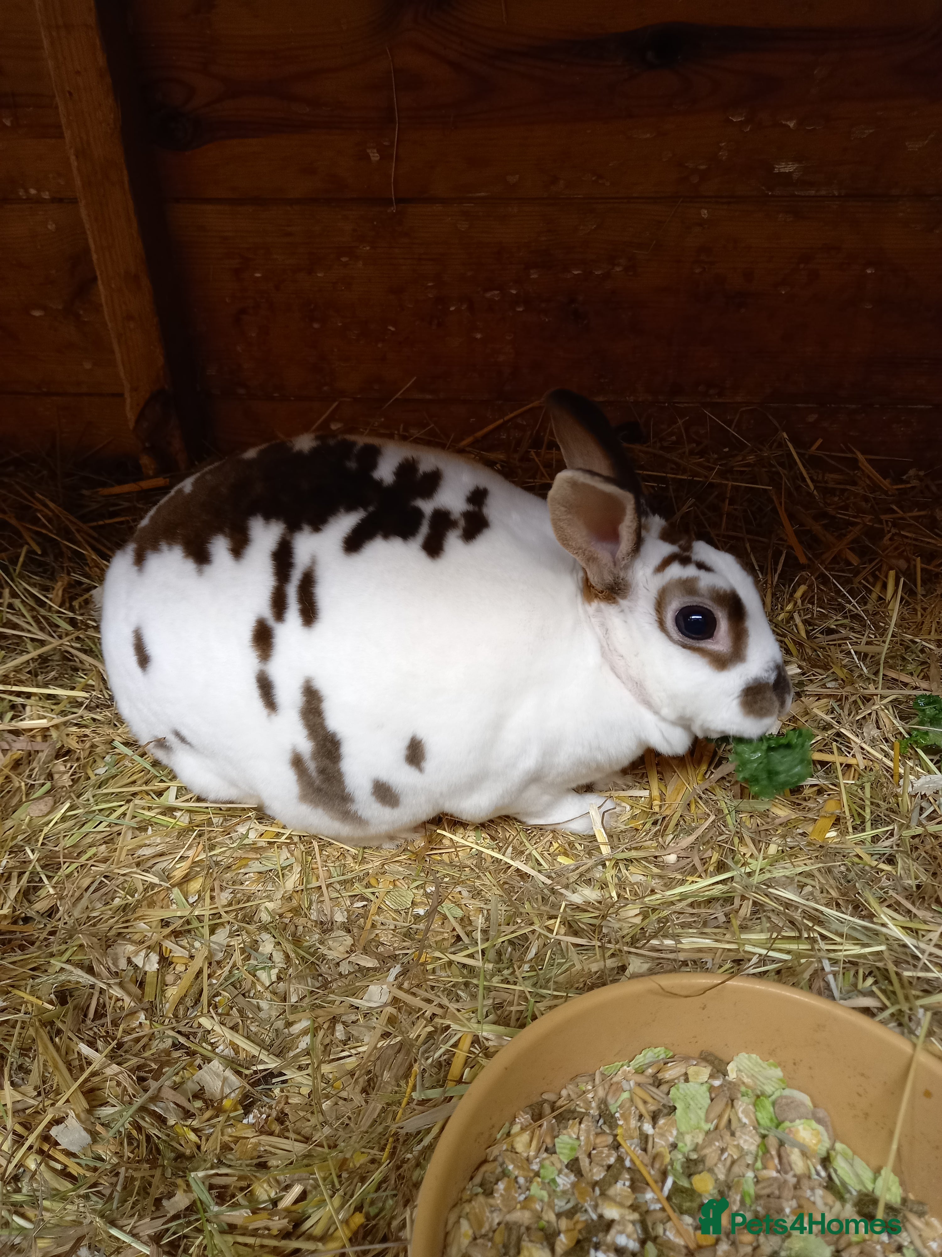 Rex rabbits Mini rex doe - Advert 11