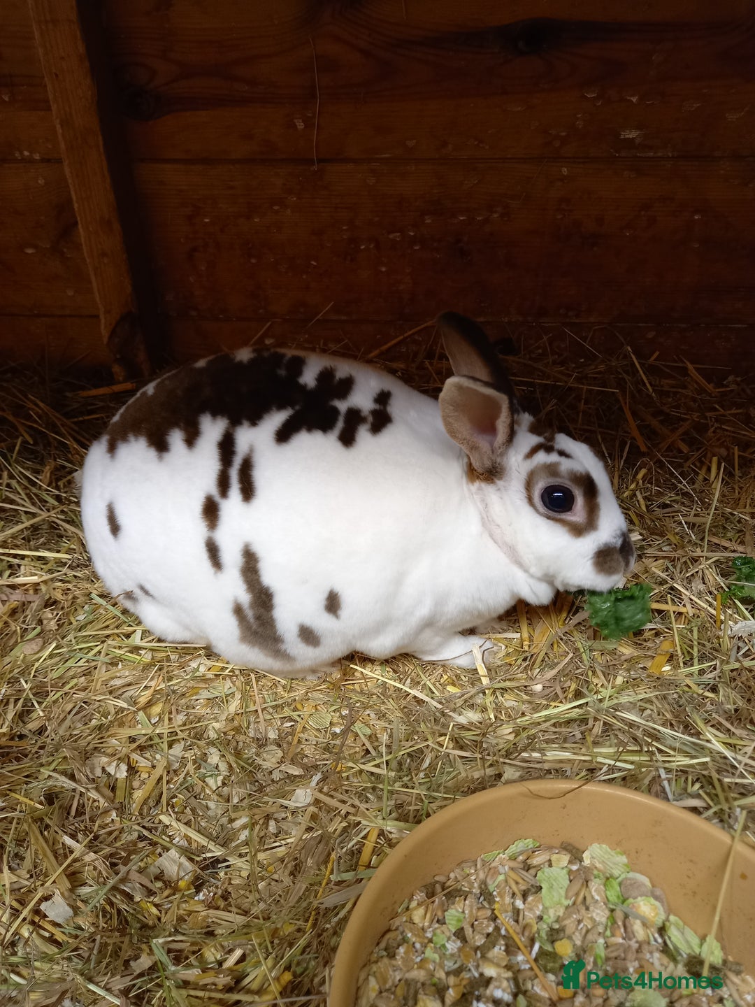 Rex rabbits for sale: Mini rex doe - Advert 1