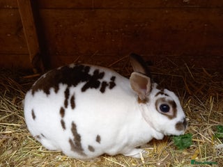 Rex rabbits Mini rex doe - Advert 5