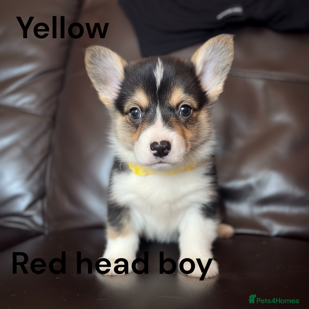 Welsh Corgi Pembroke dogs Beautiful Pembrokeshire corgi pups READY NOW! - Advert 1