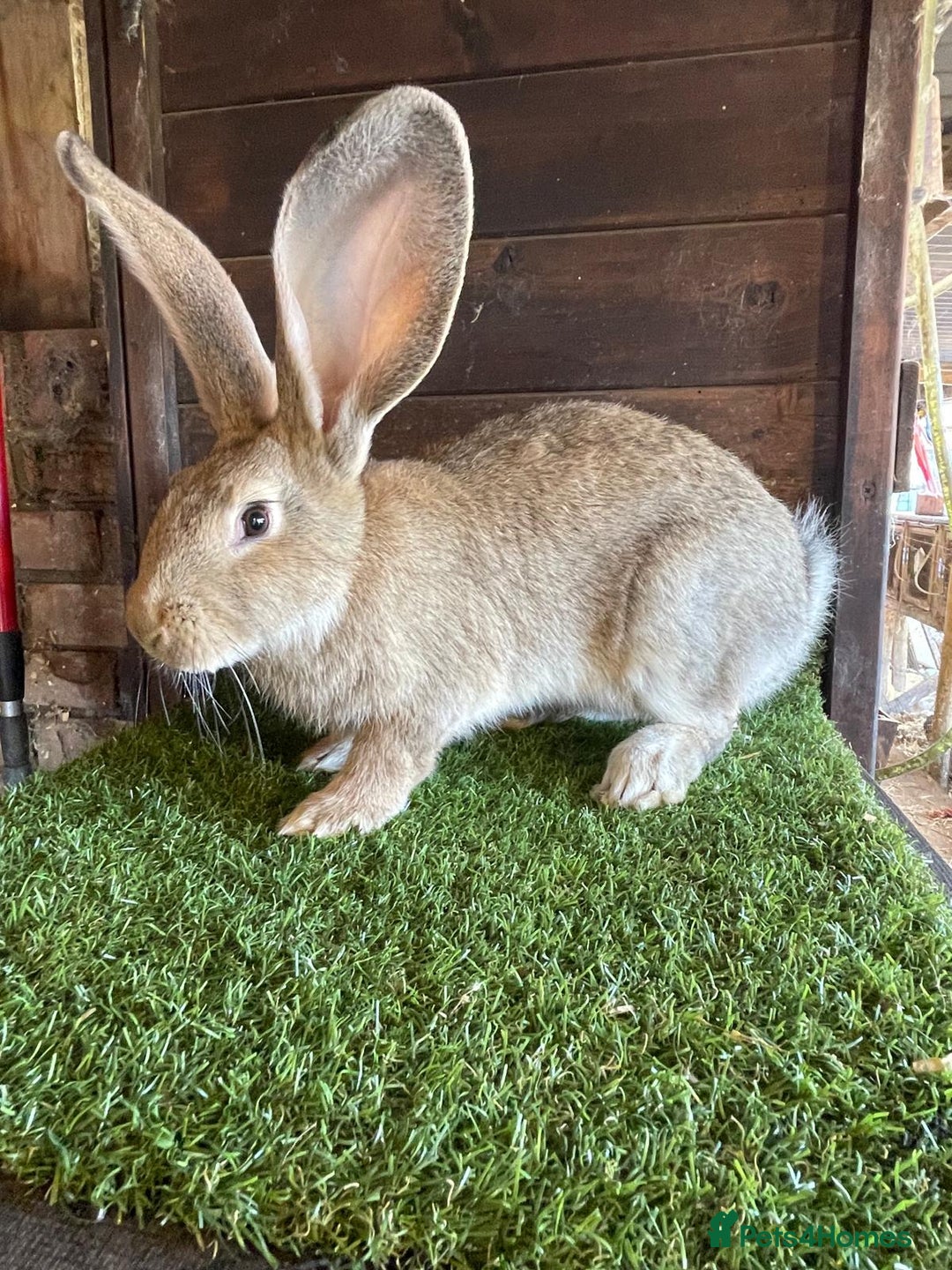 Continental Giant rabbits for sale: Continental giant bucks - Advert 2