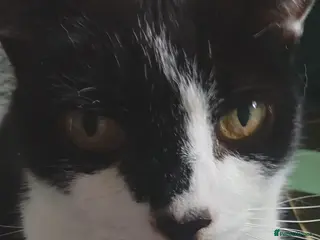 Domestic Shorthair cats Lovely male 13 year old domestic short hair - Advert 17