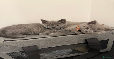 British Shorthair cats - Advert 11