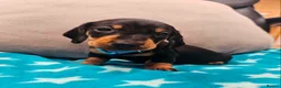 Miniature Dachshund dogs for sale: Beautiful KC Miniature Dachshund Puppies 🐾 - Advert 5
