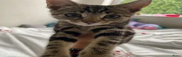 Bengal cats for sale: One little female Bengal x - Advert 7
