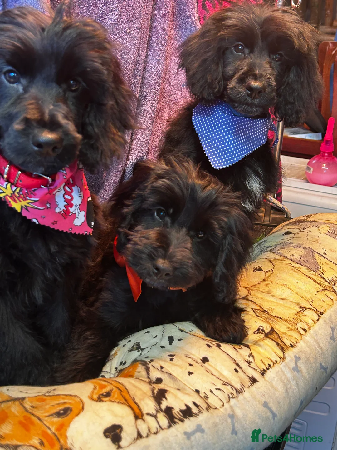 Cockapoo dogs for sale:  Northampton Cockapoos. Adorable F1 puppies - Advert 1