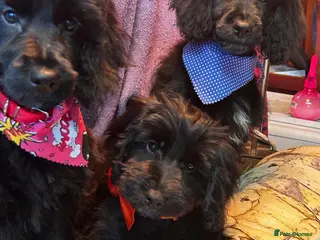 Cockapoo dogs Northampton Cockapoos. Adorable F1 puppies - Advert 2