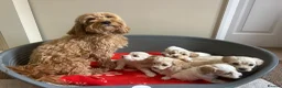 Maltipoo dogs for sale: Six beautiful maltipoo puppies - Advert 8
