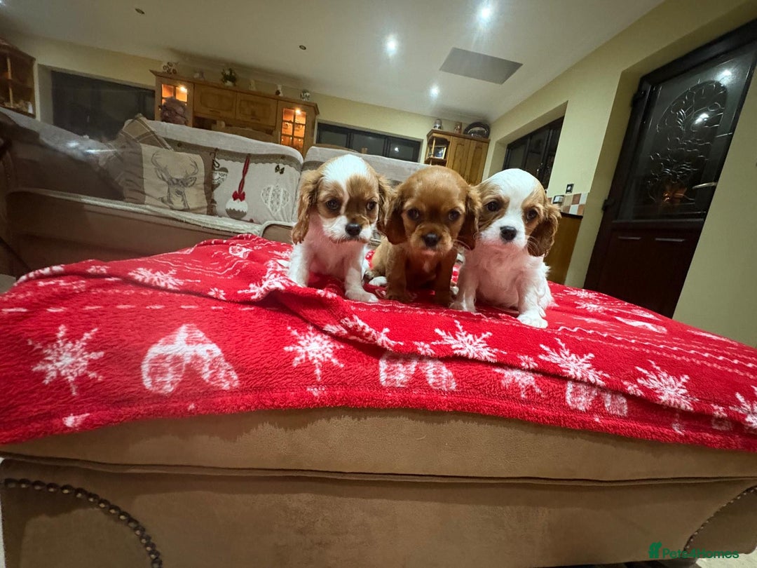 Cavalier King Charles Spaniel dogs for sale: Cavalier King Charles Spaniel  - Advert 3