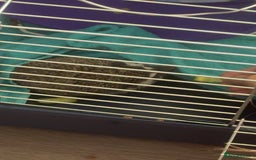Pygmy Hedgehog rodents for sale: 1 year old African Pygmy hedgehog  - Image 3