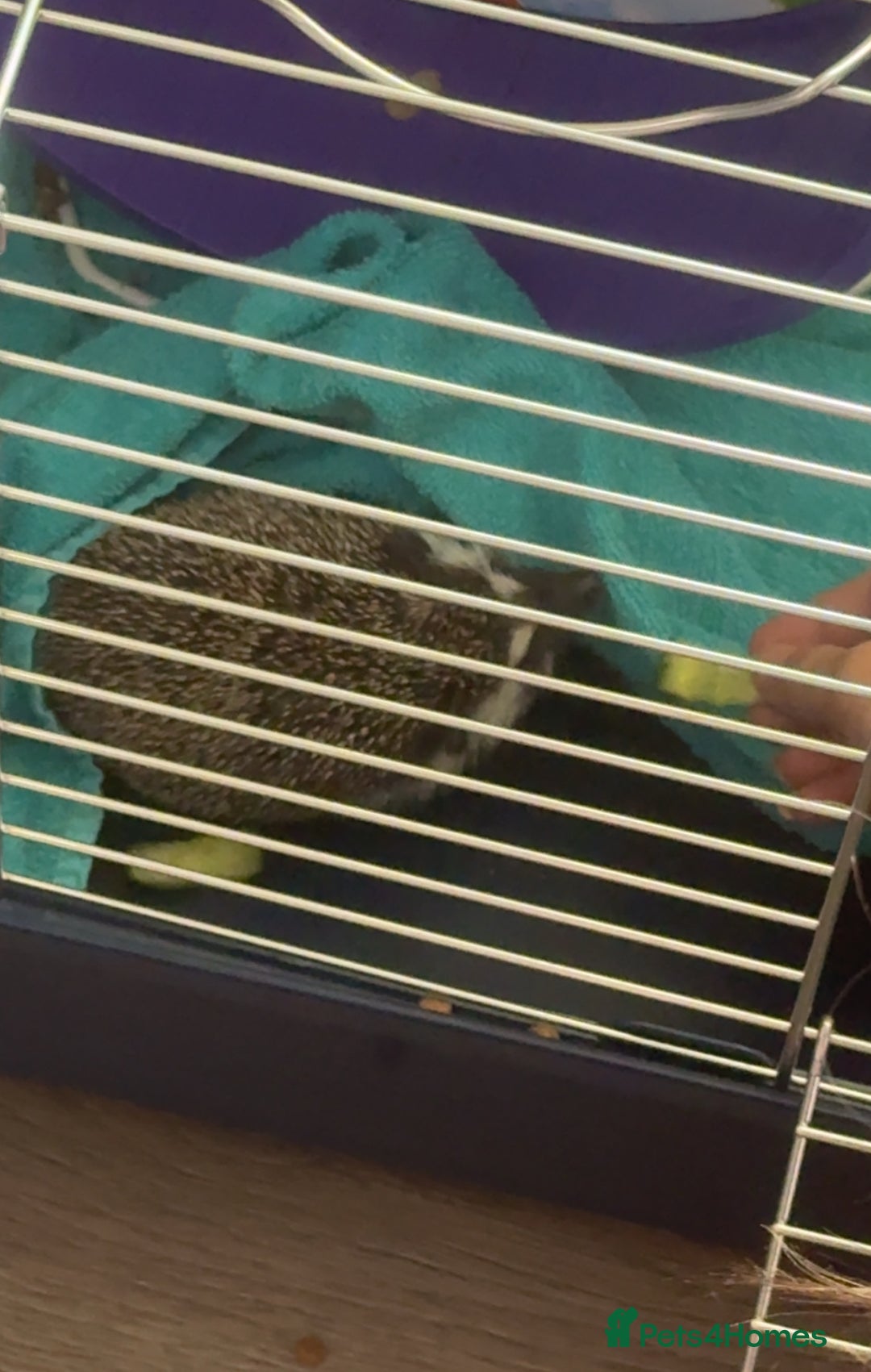 Pygmy Hedgehog rodents for sale: 1 year old African Pygmy hedgehog  - Image 3