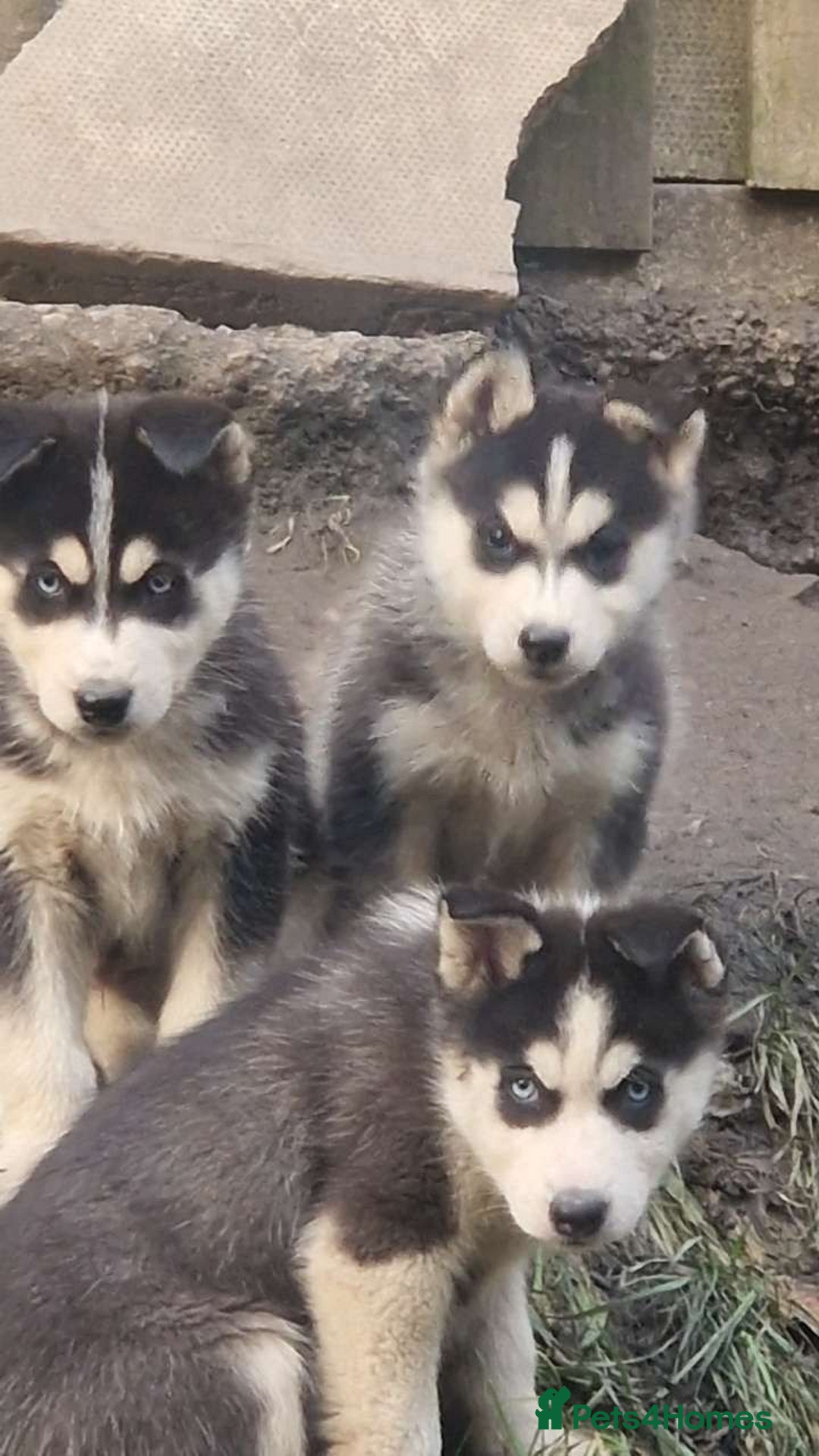 Siberian Husky dogs for sale: Husky puppy's  - Advert 4