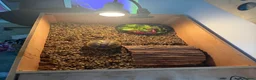 Tortoise reptiles for sale: Horsefield tortoise with full setup and food.  in Manchester - Advert 2