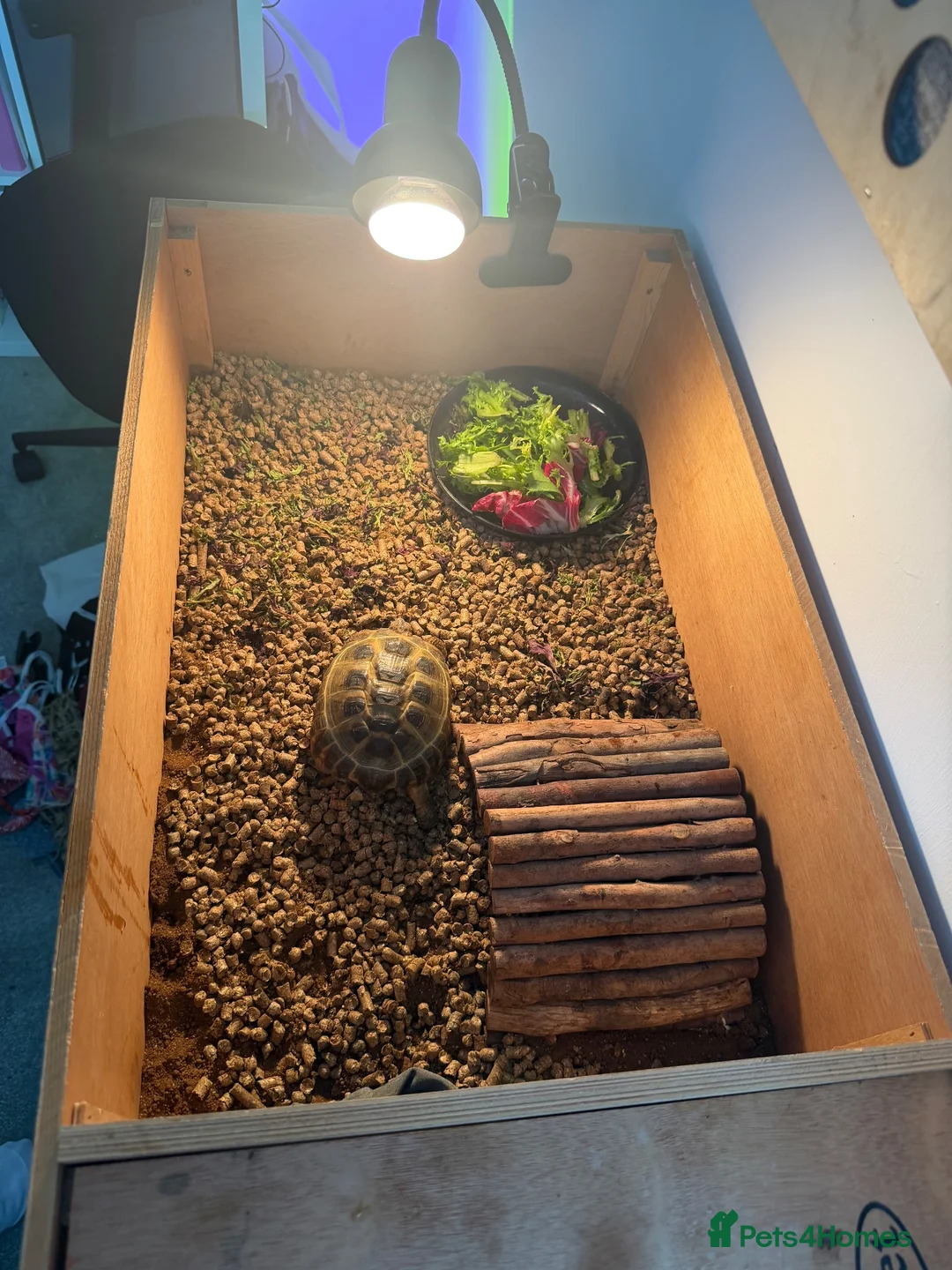 Tortoise reptiles for sale: Horsefield tortoise with full setup and food.  in Manchester - Advert 2