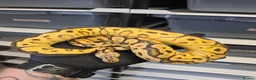 Python Snake reptiles for sale: Various Ball Pythons  - Advert 11