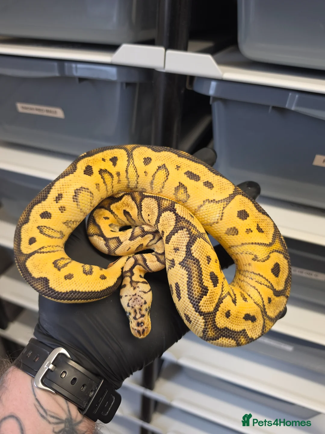 Python Snake reptiles for sale: Various Ball Pythons  - Advert 11