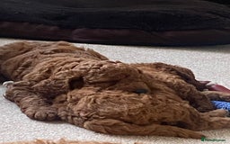 Labradoodle dogs for sale: Stunning red miniature labradoodle puppies - Image 5