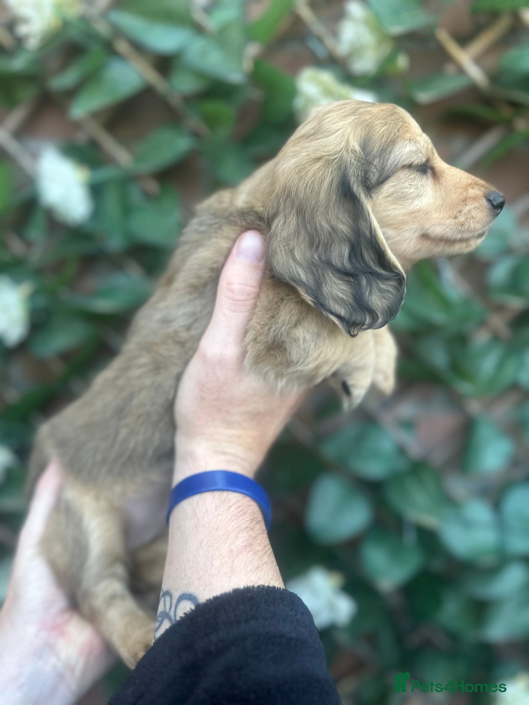 Miniature Dachshund dogs for sale: Long hair cream dachshund puppies  - Image 7