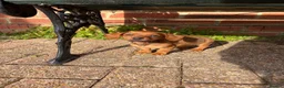 Mixed Breed dogs for sale: Rosie - Advert 7