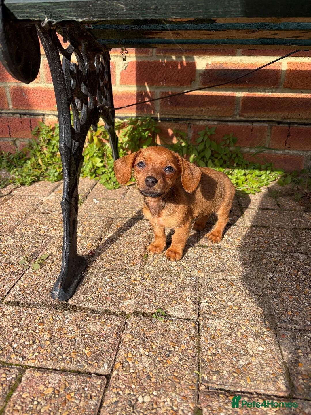 Mixed Breed dogs for sale: Rosie - Advert 7