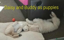 Golden Retriever dogs for sale: Golden Retriever Puppies - Mum & Dad family pets - Image 25
