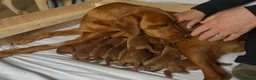 Labrador Retriever dogs for sale: KC registered Fox Red Labrador puppies. - Advert 1