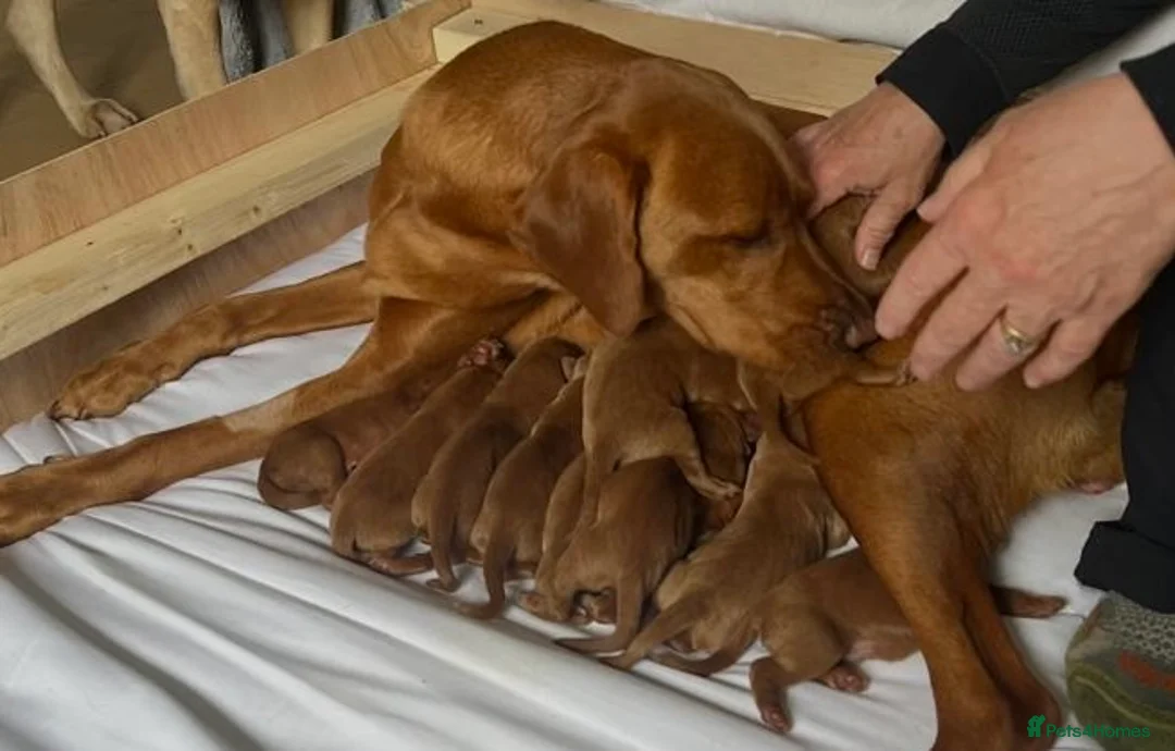 Labrador Retriever dogs for sale: KC registered Fox Red Labrador puppies. - Advert 1