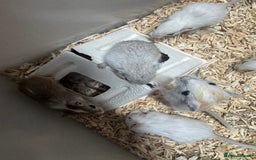 Gerbil rodents for sale: Baby gerbils males and females - Image 2