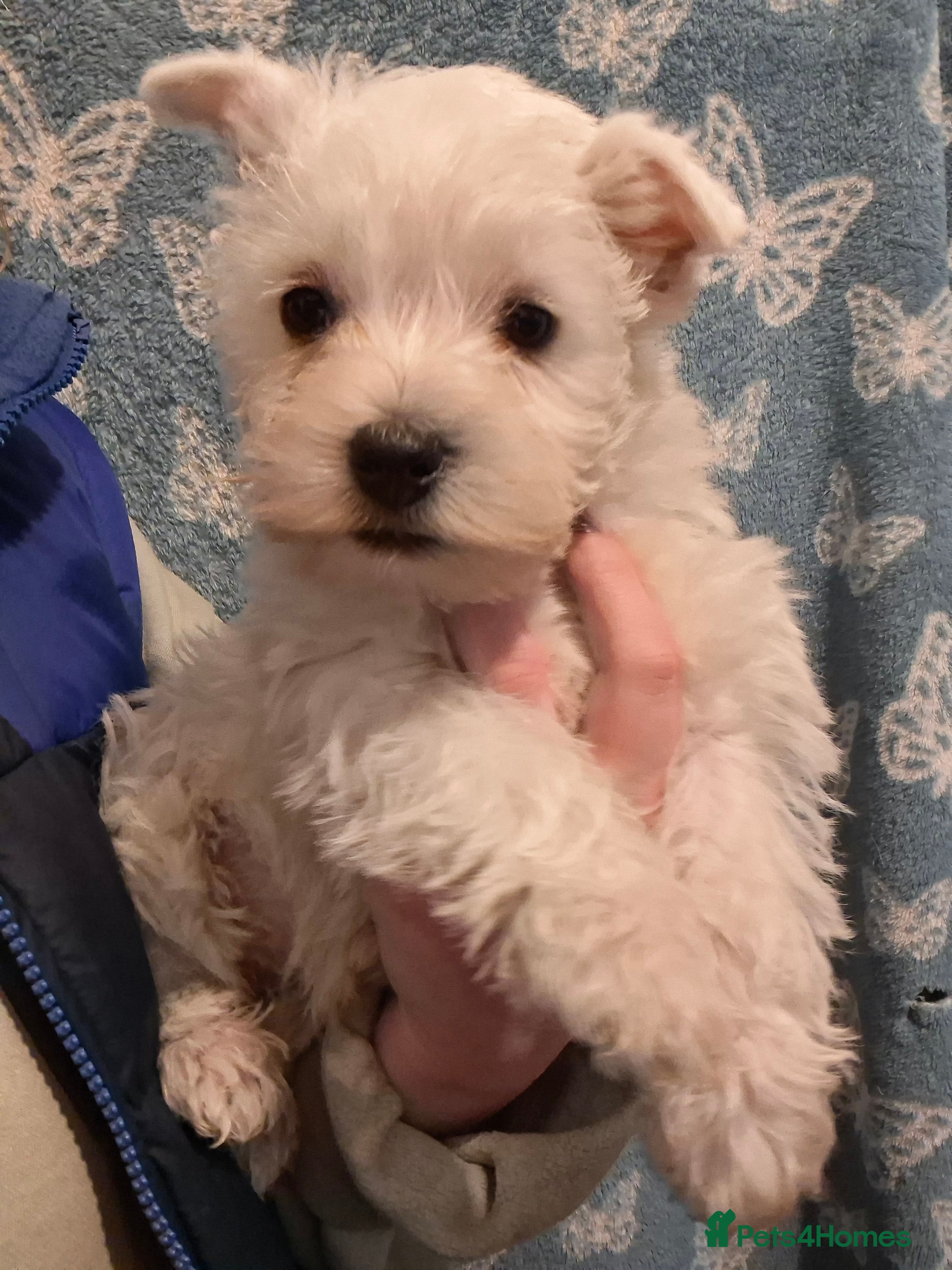 West Highland Terrier dogs Last little girl left - Gorgeous kc westie pups - Advert 19