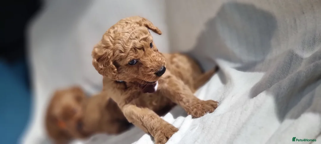 Labradoodle dogs for sale: Labradoodle Fox Red ❤️ Health Check - Advert 15