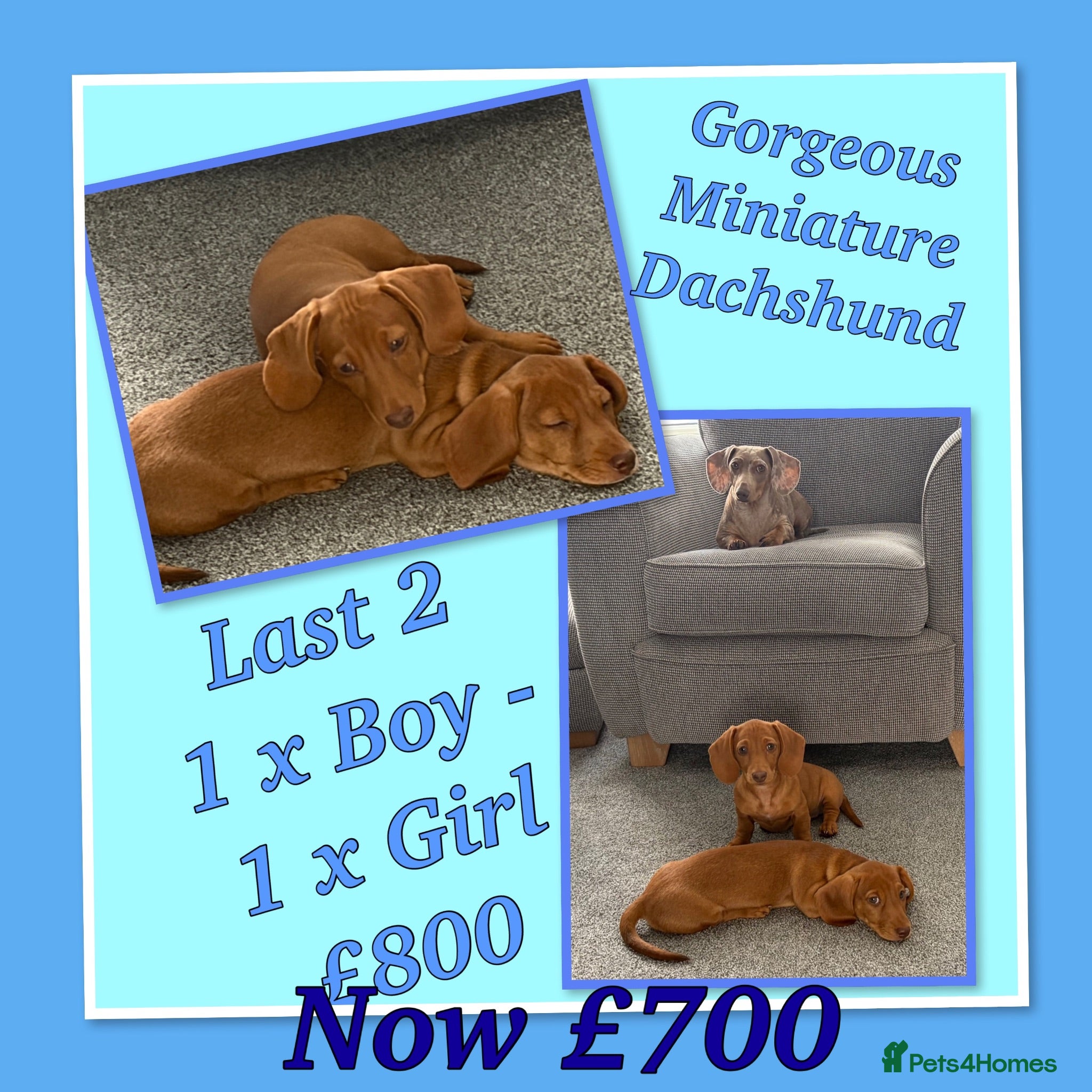 Miniature Dachshund dogs Miniature Dachshund Puppies - Advert 3