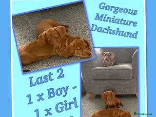 Miniature Dachshund dogs Miniature Dachshund Puppies - Advert 1
