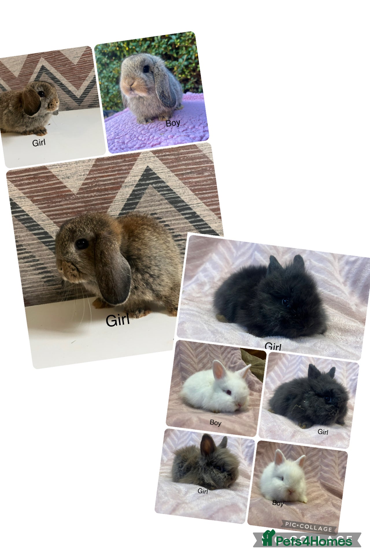 Mini Lop rabbits Mini lops  and mini double maned lionheads  - Advert 16
